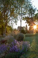 Nepeta 'Walker's Low' in summer bed at sunset