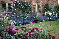 The rose garden with Rosa 'Lady Emma Hamilton', 'Jubilee Celebration', 'Roald Dahl' and 'Litchfield Angel'