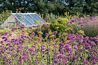 Verbena bonariense and Foeniculum vulgare - Fennel - in a bed with greenhouse and trees beyond
