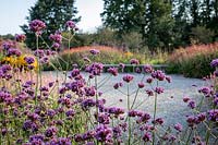 Looking through Verbena bonariensis to gravel area and perennial bed with bench in front
