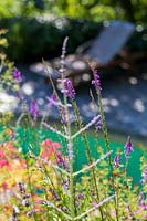 Linaria purpurea - Purple Toadflax - in flower bed