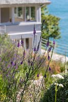 Linaria purpurea - Purple Toadflax - in foreground in a flower bed with house and sea beyond