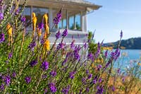Linaria purpurea - Purple Toadflax - and Kniphofia 'Tawny King' in a flower bed with house and sea beyond
