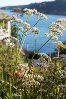 Valeriana officinalis - Common Valerian - in a flower bed in a seaside garden