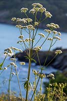 Valeriana officinalis - Common Valerian - by the sea