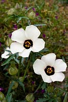 Hibiscus trionum 'Blacked-eyed Susan'