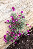 Lampranthus roseus - Rosy shining plant