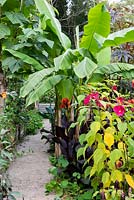 Path leading through exotic planting with Musa sikkimensis, Cannas and Hibiscus moscheutos