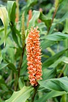 Hedychium densiflorum 'Assam Orange' - Ginger lily 'Assam Orange'