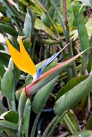 Strelitzia reginae - Bird of paradise
 