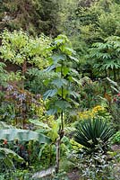 Stooled Paulownia tormentosa in a garden which is situated in a steep-sided valley or combe with its own sheltered microclimate which permits tender exotic plants to flourish