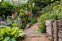 View along a sandy path with Hosta 'Sum and Substance' and Ensete ventricosum 'Maurellii' and Ensete ventricosum 'Montbeliardii' beyond