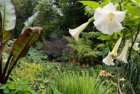 View though Ensete and Brugmansia 'Pride of Hannover' of a garden which is situated in a steep-sided valley or combe with its own sheltered microclimate which permits tender exotic plants to flourish