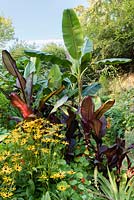 Ensete ventricosum 'Maurellii', Ensete ventricosum 'Montbeliardii' and Musa sikimensis in a garden which is situated in a steep-sided valley or combe with its own sheltered microclimate which permits tender exotic plants to flourish