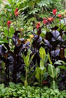 Canna lilies in a garden which is situated in a steep-sided valley or combe with its own sheltered microclimate which permits tender exotic plants to flourish
