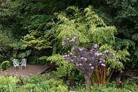 View onto a decked area with seting beside Phyllostachys vivax f. 'Aureocaulis' and Sambucus nigra 'Black Lace'