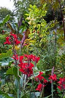 Canna 'Firebird' in a garden which is situated in a steep-sided valley, with its own sheltered microclimate, which permits tender exotic plants to flourish. 