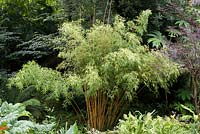 Phyllostachys vivax f. 'Aureocaulis' - Golden Bamboo.