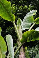 Musa basjoo leaf