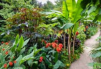 Canna 'Rosamund Coles' in an exotic garden, surrounded by Musa basjoo and Ricinus communis. 