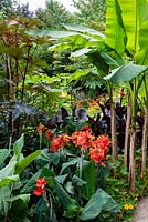 Canna 'Rosamund Coles' in an exotic garden, surrounded by Musa sikkimensis and Ricinus communis. 