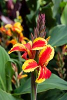Canna 'Queen Charlotte'