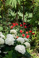 Hydrangea 'Annabelle' and Dahlia 'Taratahi' in an exotic garden setting with Tetrapanax papyifera 'Rex'. 
