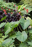 Canna 'General Eisenhower' and Colocasia esculenta 'Jack's Giant' 