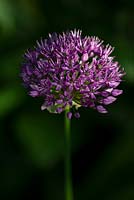 Allium 'Purple Sensation' - Ornamental onion 'Purple Sensation' 