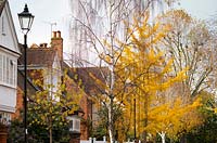 Betula - Birch and Yellow autumn foliage on Gingko biloba - Maidenhair tree - in a street in Bedford Park. 