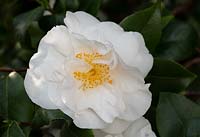 Camellia japonica 'Angel' 