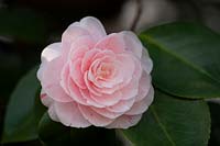 Camellia japonica 'Gray's Invincible' at Chiswick House, Chiswick, London