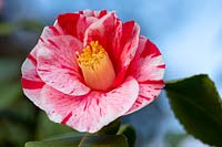 A red and white Camellia japonica