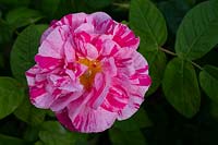 Rosa gallica var offinalis 'Versicolour'  Rosa Mundi