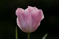 Tulipa 'Synaeda Amor'