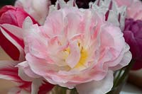 Open petals on Tulipa 'Angelique'
