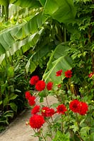 Red Dahlias and Musa 'Banana' in the Tropical Garden at RHS Wisley, Surrey