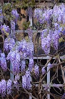 Wisteria sinensis, growing on a building belonging to the Fuller's Brewery in Chiswick, West London