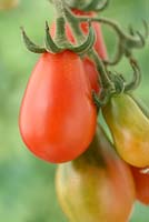 Solanum lycopersicum  'Red Pear'  Cherry plum tomato  Heirloom variety  Syn.  Lycopersicon esculentum  