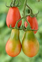 Solanum lycopersicum  'Red Pear'  Cherry plum tomato.  Heirloom variety. Greenback Syn. Lycopersicon esculentum