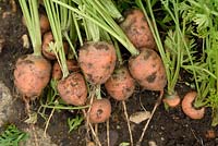 Daucus carota 'Paris Market 5 Atlas'. Freshly llifted carrots 