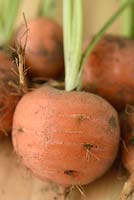 Daucus carota  'Paris Market 5 Atlas'.  Freshly llifted carrots 