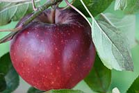 Malus domestica  'Elstar'  AGM  Apples