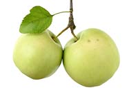 Malus domestica  'Golden Spur' Apples