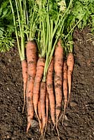 Daucus carota  'Sugarsnax 54'  AGM Carrots Freshly lifted roots F1 Hybrid