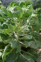 Brassica oleracea - Gemmifera Group 'Brenden'  Brussels sprouts