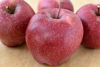 Malus domestica  'Red Spur'  Apples