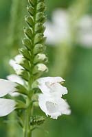 Physostegia virginiana  'Summer Snow'  AGM  Obedient plant  Syn.  'Snow Queen'  