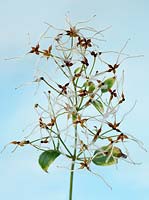 Clematis terniflora var. mandshurica  Manchurian clematis  Syn  Clematis mandshurica 