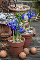 Iris Reticulata Harmony in terracotta pots on table. 